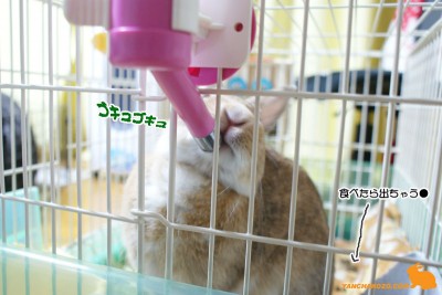 水分補給中