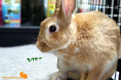 そして栄養補給