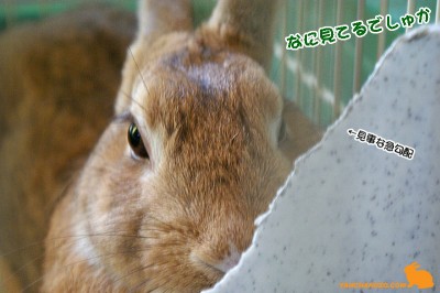 なに見てるでしゅか