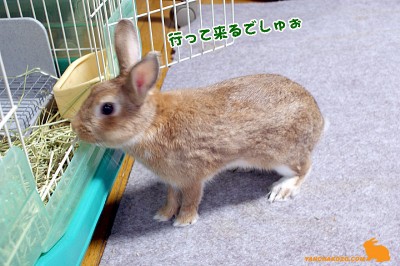 行って来るでしゅ