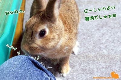 ぼくは器用でしゅ