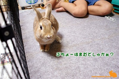 ぶちょーはまだでしゅかぁ？