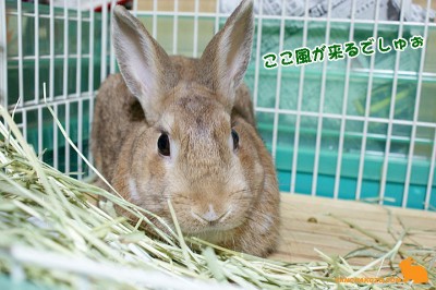 ここ涼しいでしゅ ここ涼しいでしゅ