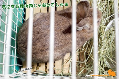 気にする程じゃないでしゅ 気にする程じゃないでしゅ