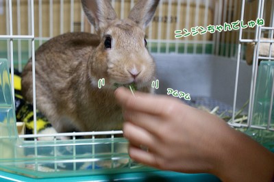 chocoも人参から