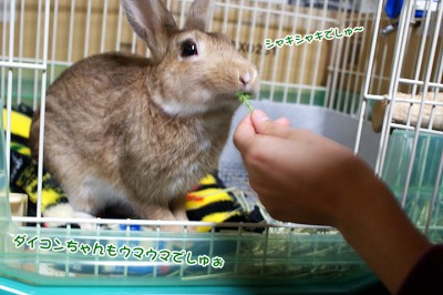 choco大根ちゃん