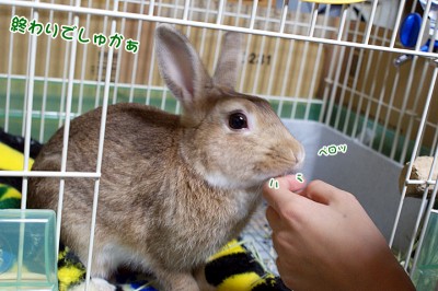 chocoもう終わり？