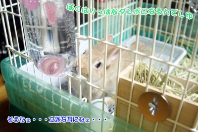 Chocoダンボになるでしゅ