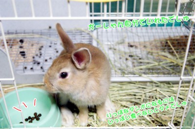 Choco●入れちゃった