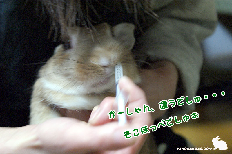 chocoそこは違うでしゅ chocoそこは違うでしゅ