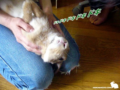 ドキドキドキドキ ドキドキドキドキ