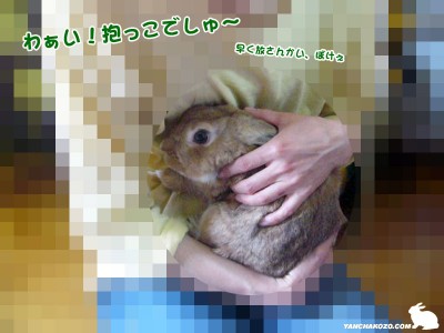 抱っこでしゅ~ 抱っこでしゅ~