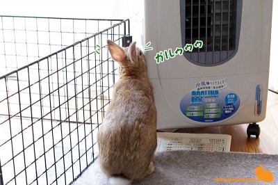 がるぅぅぅ入れないでしゅ