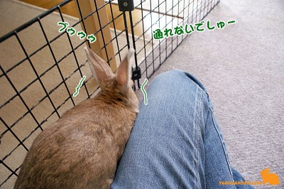 ぶぅー通れないでしゅ