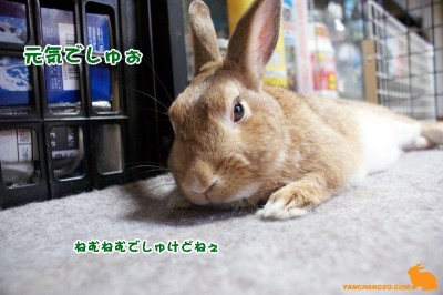 ねむねむでしゅー