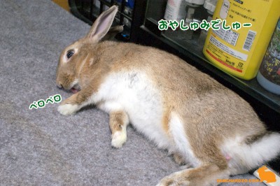 おやしゅみー