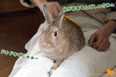 ドキドキでしゅぉー