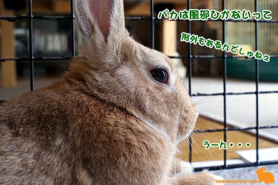 例外でしゅ 例外でしゅ