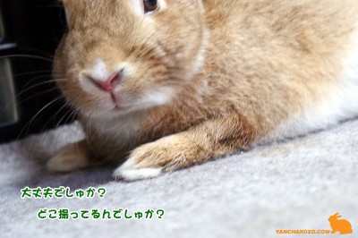 大丈夫でしゅか? 大丈夫でしゅか?