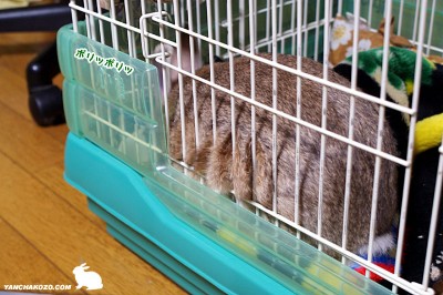 chocoはみ出てます