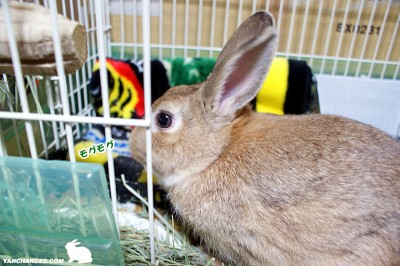 choco下の方を食べる