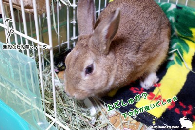 chocoやっぱり下