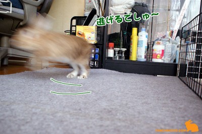 逃げるでしゅ～