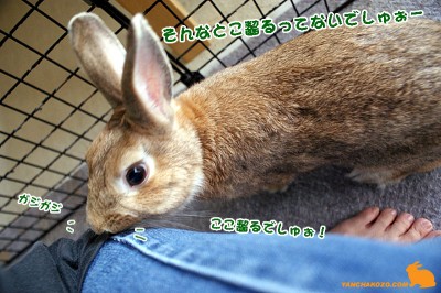こっち齧るでしゅぉ
