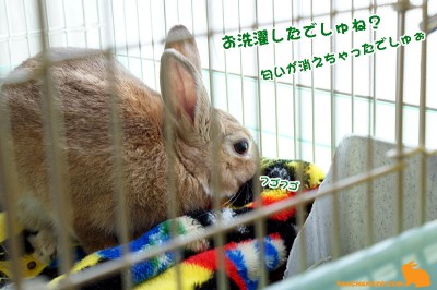 choco毛布ペロペロ choco毛布ペロペロ
