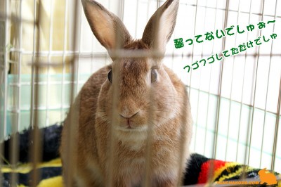choco齧ってないでしゅぉ choco齧ってないでしゅぉ