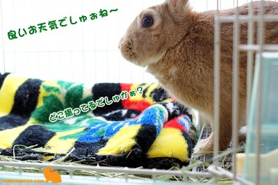 chocoどこ撮ってるでしゅか? chocoどこ撮ってるでしゅか?
