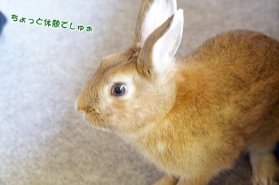 choco一休み choco一休み