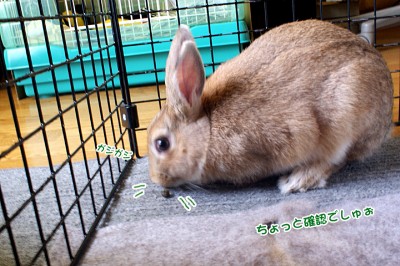 choco確認中 choco確認中