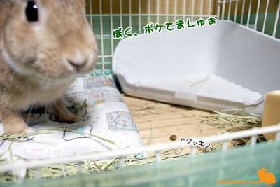 ピントが