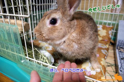今忙しいでしゅ