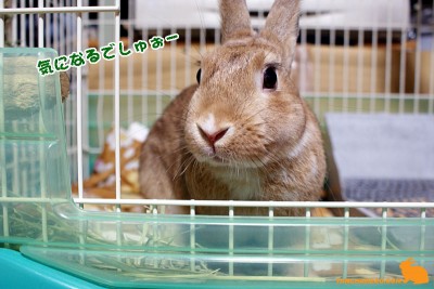 気になるでしゅぉー
