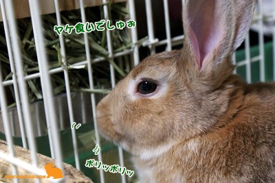 ヤケ食いでしゅぉー