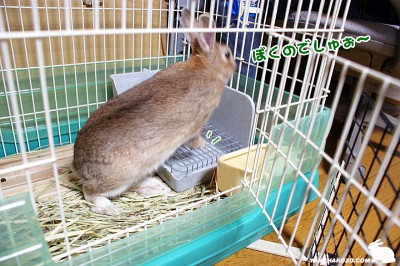 ぼくのでしゅぉ