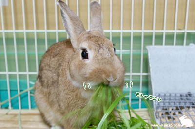 ムシャムシャライグラス