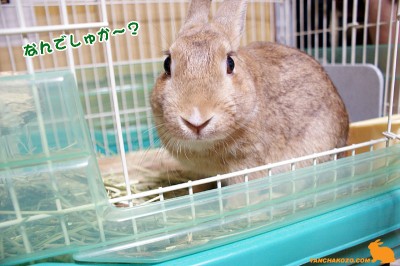なんでしゅか～？