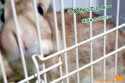 うるさいでしゅぉ～