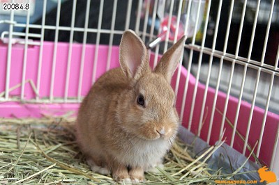 chocoがやって来た日