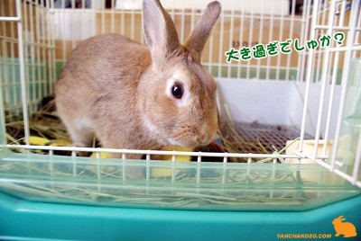 choco大きくなった