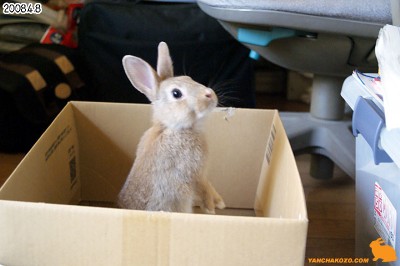 choco立っちしたでしゅ