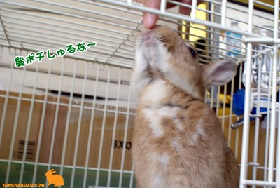 chocoやっぱり上が気になる