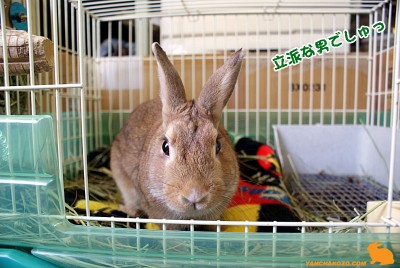 choco今も可愛いでしゅぉ！