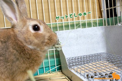 ゲットでしゅぉー