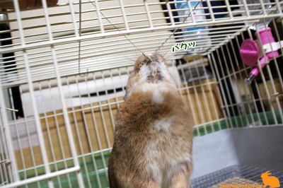 今度もパクッ