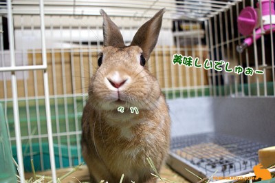 穂先うまうま