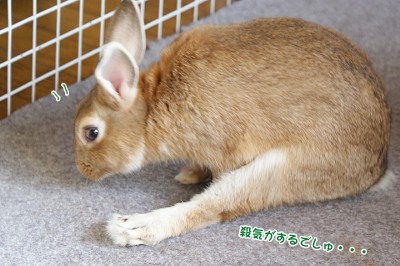 choco殺気でしゅ